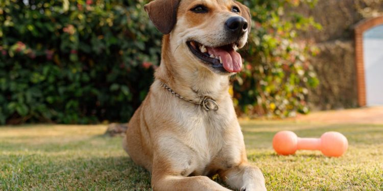 Dia 26 de agosto é celebrado o Dia do Cachorro